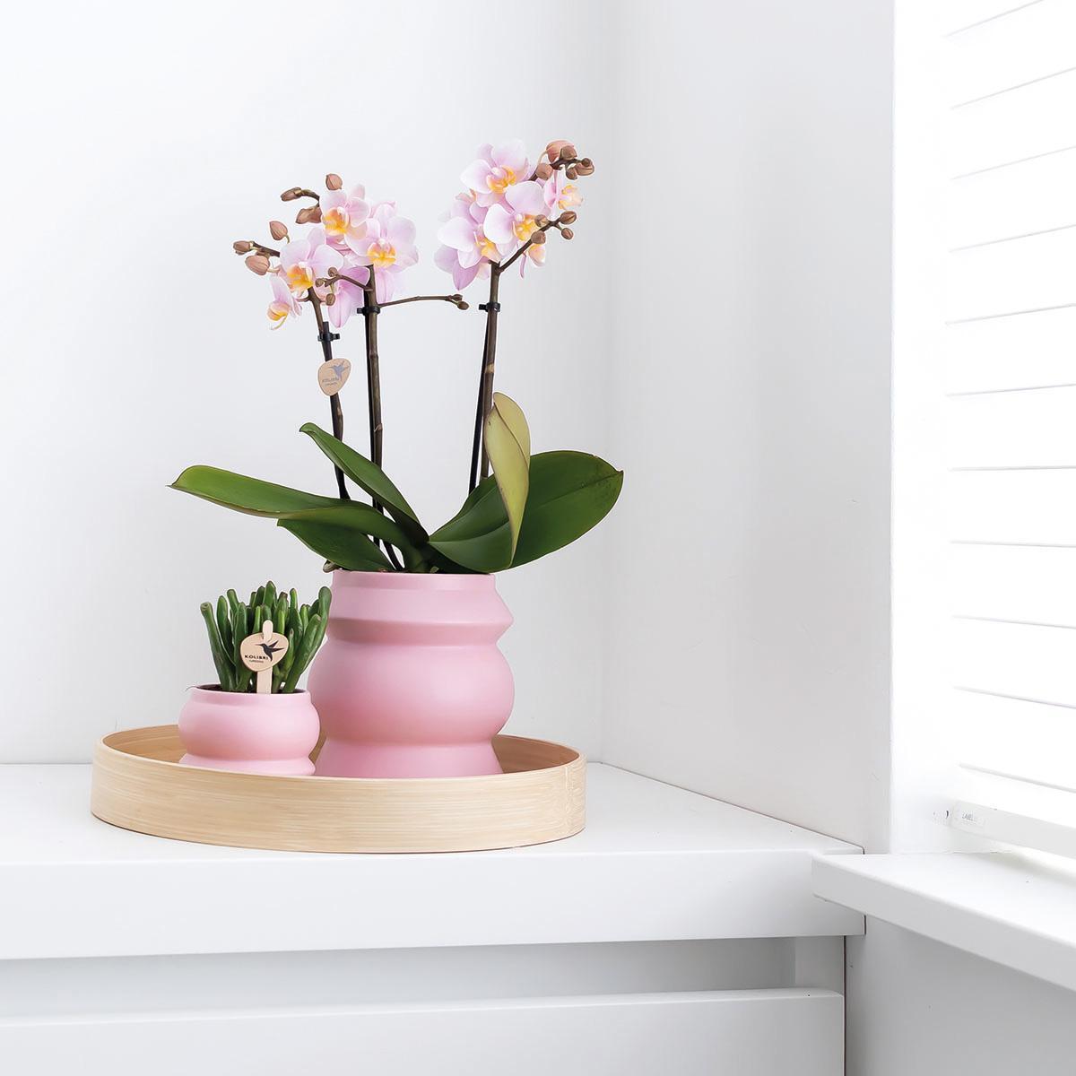COMBI DEAL van 2 Roze phalaenopsis orchideeën - Andorra - potmaat Ø9cm | bloeiende kamerplant - vers van de kweker
