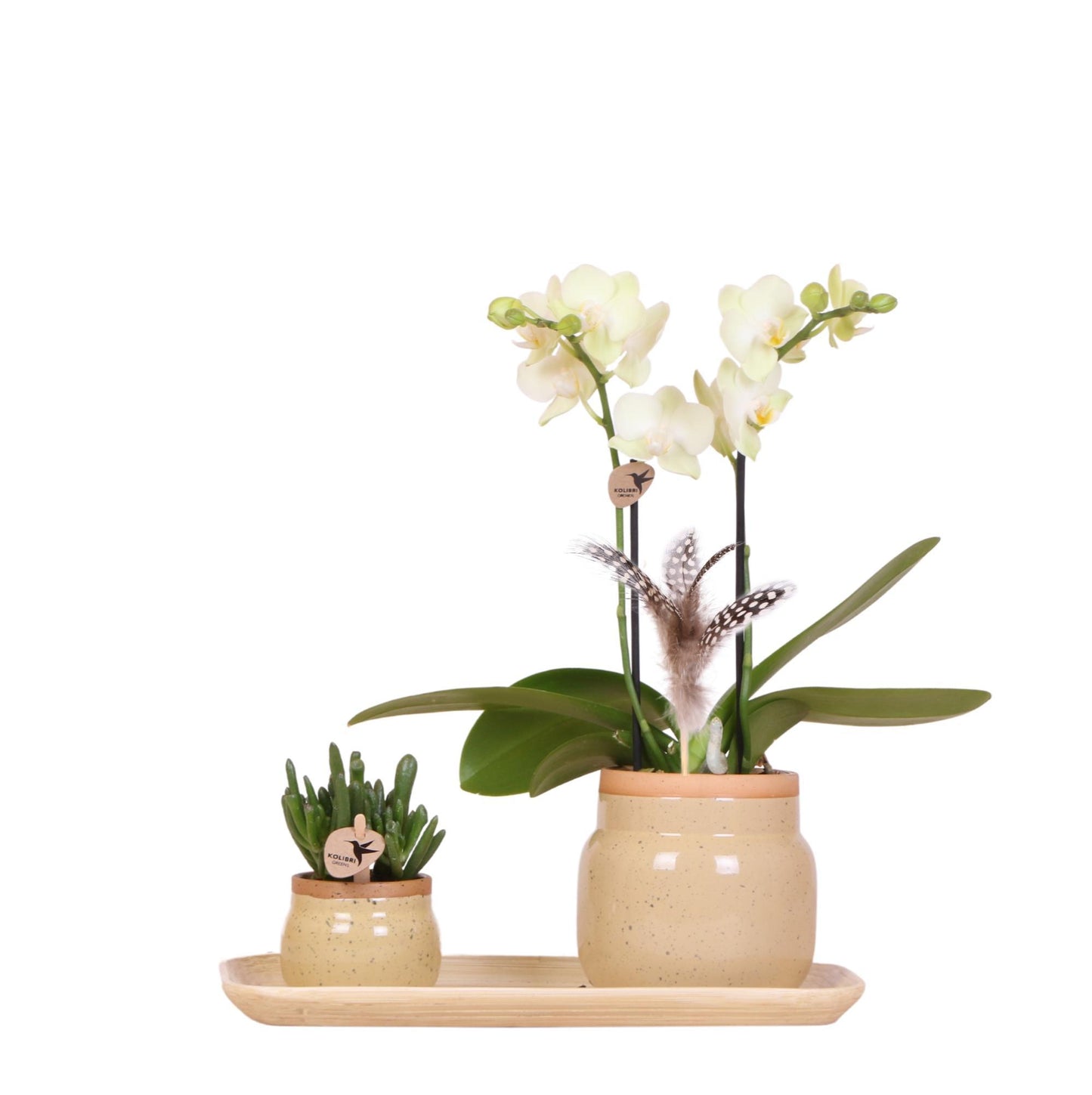 Groene plant met gele Phalaenopsis orchidee in Vintage khaki sierpotten en bamboe dienblad