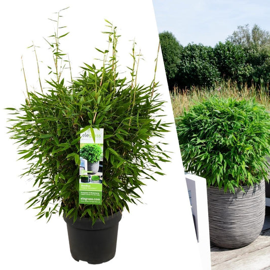 Fargesia moontears Boobux XL - Ø 29 cm - ↨ 70 cm