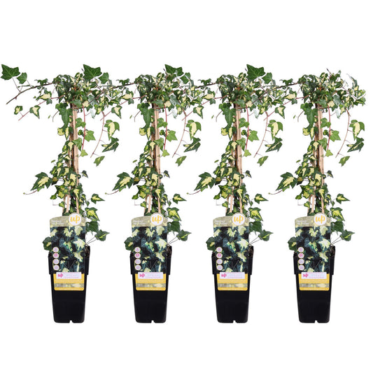 Hedera Colchica Variegata 
