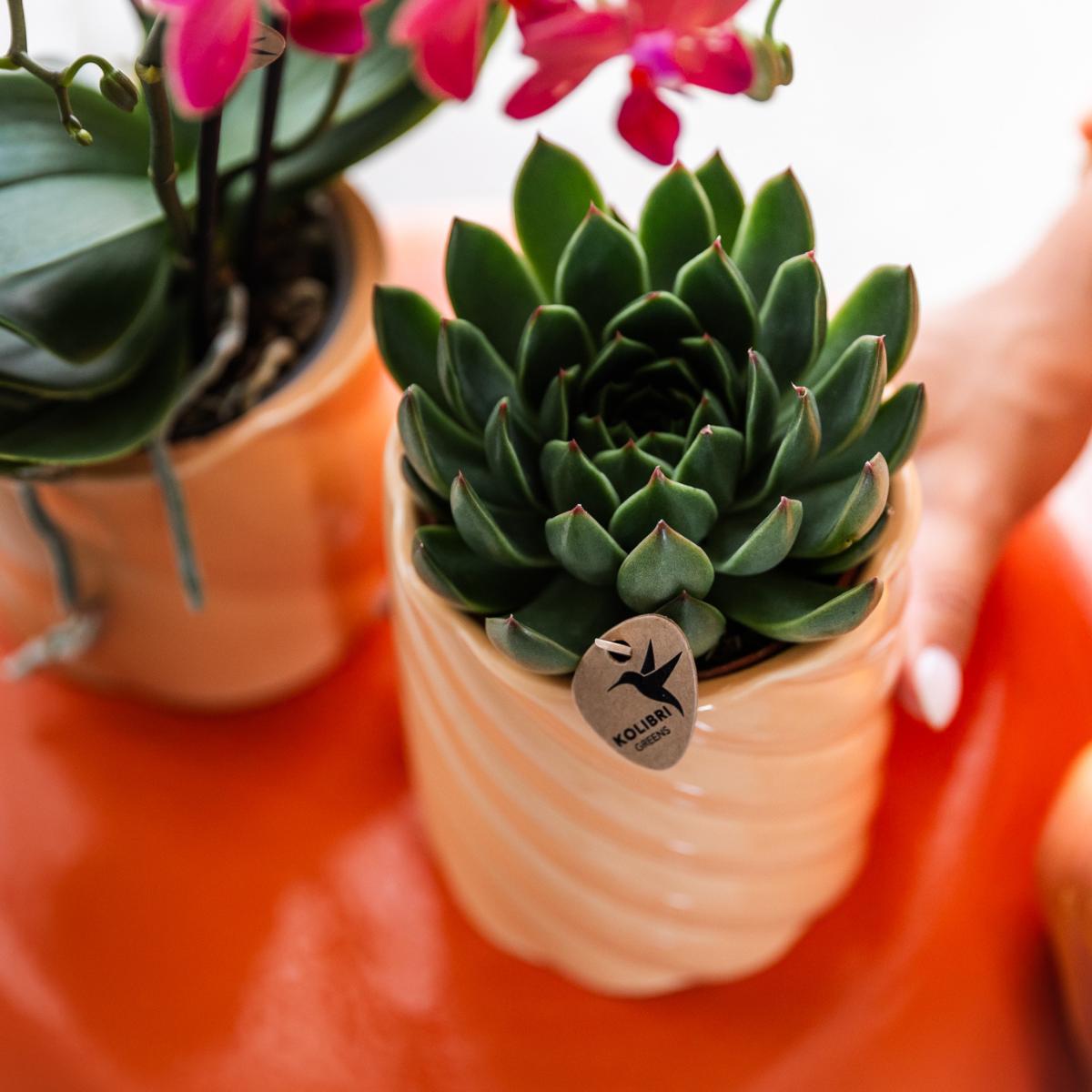 Groene plant - Succulent Echeveria Miranda - groene kamerplant - vers van de kweker - Ø9cm