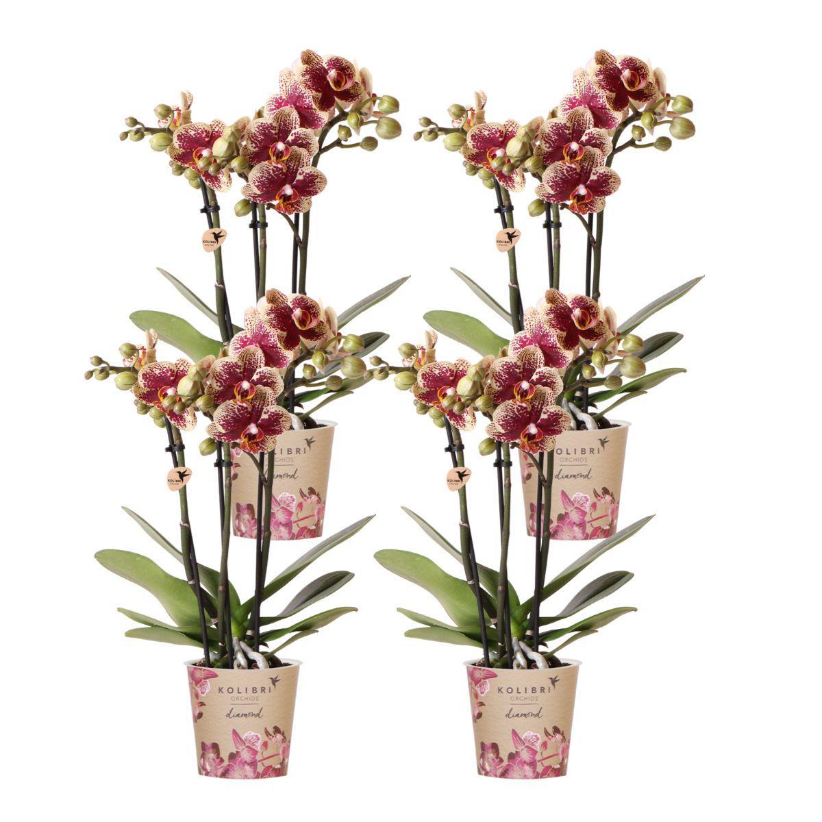 COMBI DEAL van 4 geel rode phalaenopsis orchideeën - Spain - potmaat Ø9cm | bloeiende kamerplant - vers van de kweker