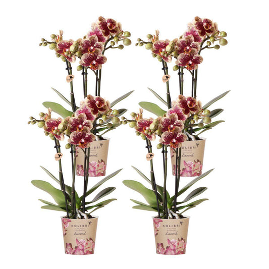 COMBI DEAL van 4 geel rode phalaenopsis orchideeën - Spain - potmaat Ø9cm | bloeiende kamerplant - vers van de kweker