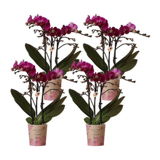 COMBI DEAL van 4 paarse phalaenopsis orchideeën - Morelia - potmaat Ø9cm | bloeiende kamerplant - vers van de kweker