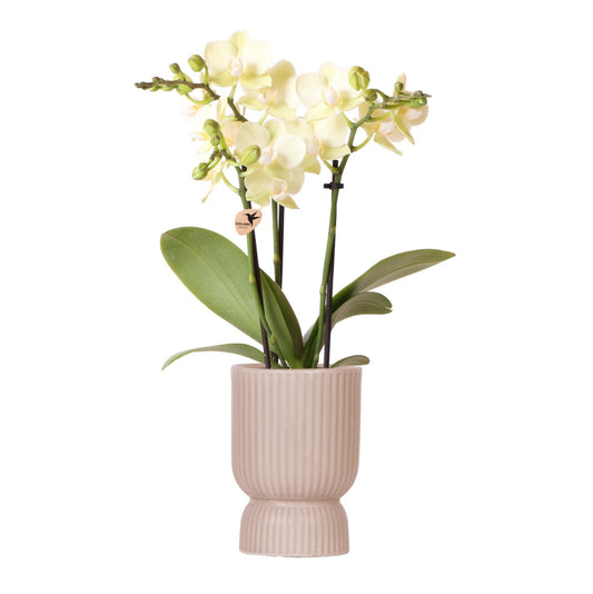 Gele Phalaenopsis orchidee - Mexico + Diabolo pot sand - potmaat Ø9cm | bloeiende kamerplant - vers van de kweker