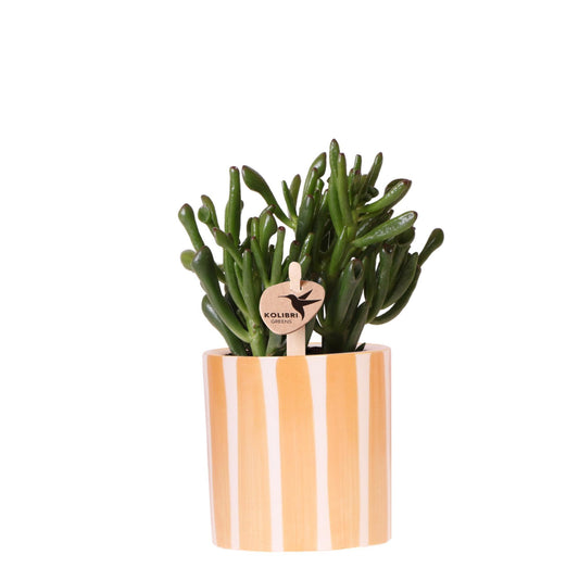 Succulent Crassula Hobbit + Painted Stripe pot oranje - potmaat Ø9cm | bloeiende kamerplant - vers van de kweker