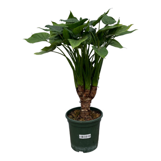 Alocasia Cucullata Plant 