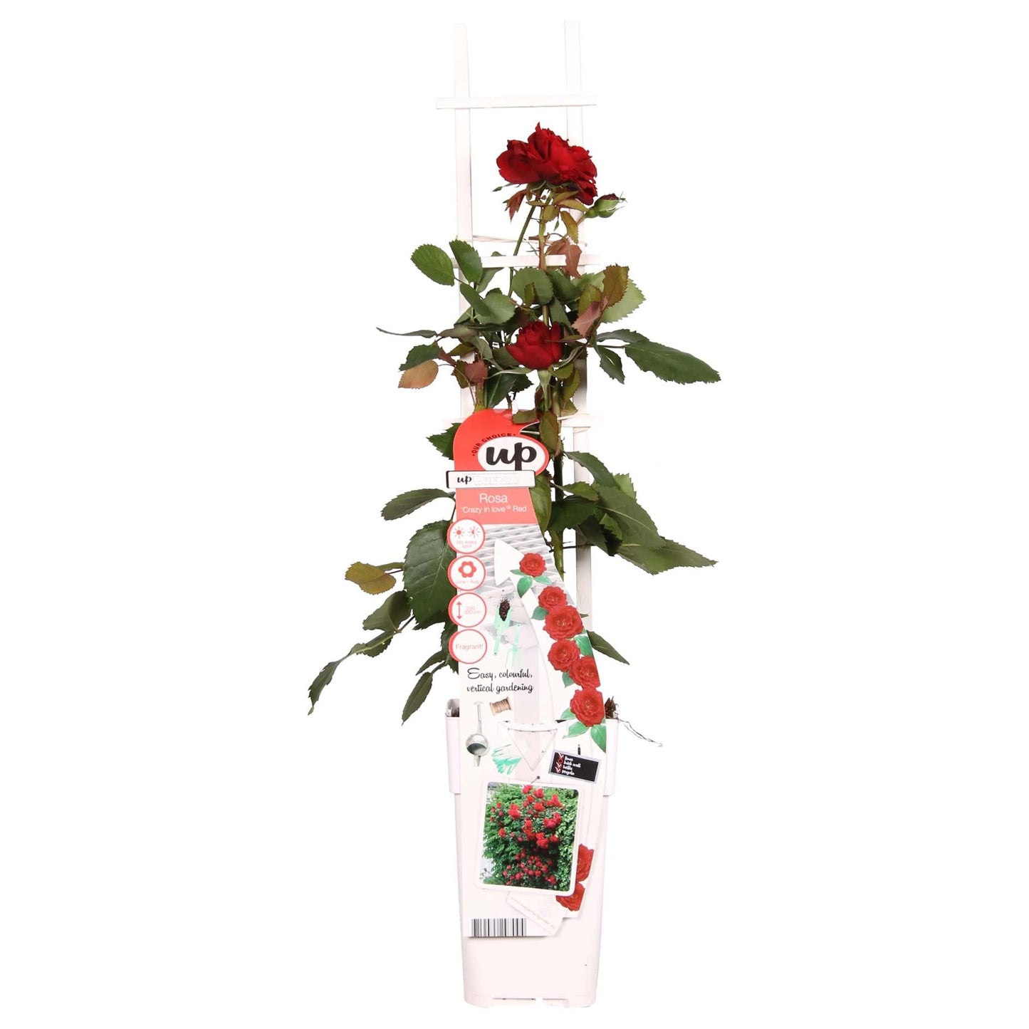 Rosa Crazy in love 'Red' - Rode Roos