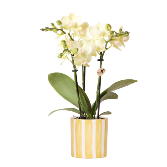 Gele Phalaenopsis orchidee - Mexico + Painted Stripe pot yellow - potmaat Ø9cm | bloeiende kamerplant - vers van de kweker