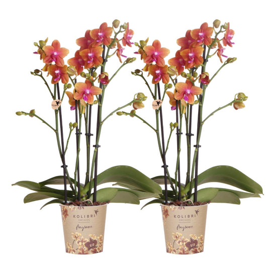 COMBI DEAL van 2 geurende oranje Phalaenopsis orchideeën - potmaat Ø12cm | bloeiende kamerplant - vers van de kweker