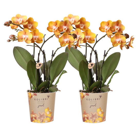 COMBI DEAL van 2 Phalaenopsis orchideeën - Las Vegas - potmaat Ø12cm | bloeiende kamerplant - vers van de kweker