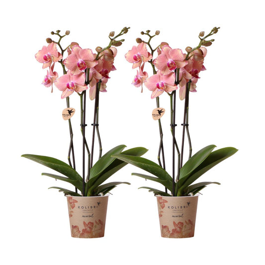 COMBI DEAL van 2 Phalaenopsis orchideeën - Pirate Picotee - potmaat Ø12cm | bloeiende kamerplant - vers van de kweker