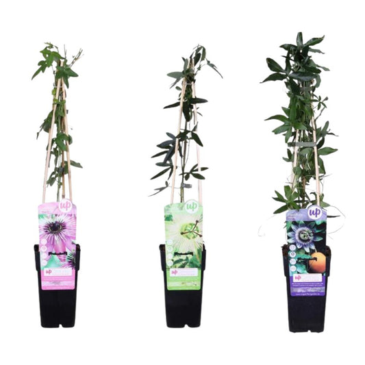 Passiebloem Aanbieding