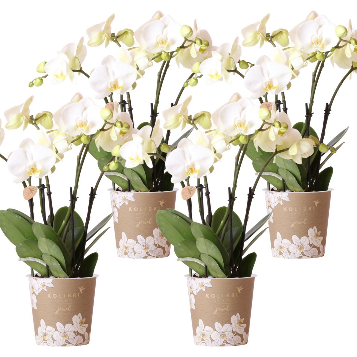 COMBI DEAL van 4 witte orchideeën - Ghent - potmaat Ø12cm | bloeiende kamerplant - vers van de kweker