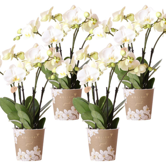 COMBI DEAL van 4 witte orchideeën - Ghent - potmaat Ø12cm | bloeiende kamerplant - vers van de kweker