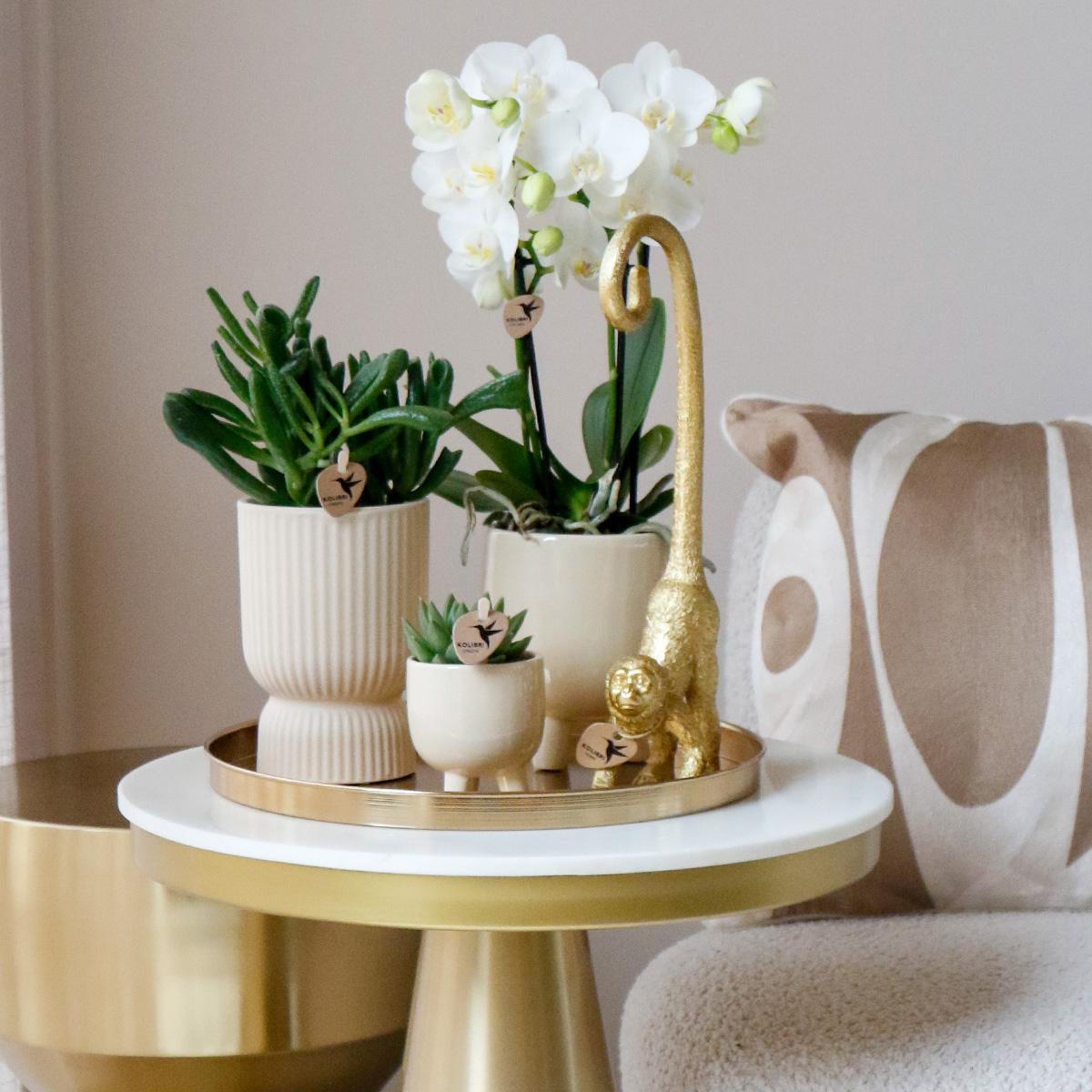 COMBI DEAL van 4 witte Phalaenopsis orchideeën - Amabilis - potmaat Ø9cm | bloeiende kamerplant - vers van de kweker