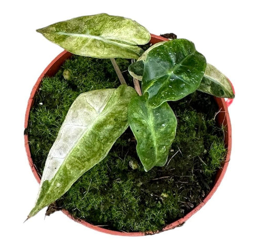 Alocasia Polly Plant 