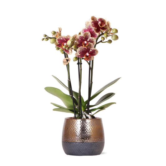 Geel rode Phalaenopsis orchidee + Elite sierpot copper – potmaat Ø9cm – 40cm hoog | bloeiende kamerplant in bloempot - vers van de kweker