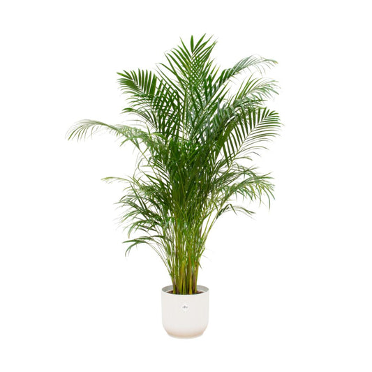 Combi deal - Areca palm inclusief elho Vibes Fold Round wit Ø30 - 180 cm