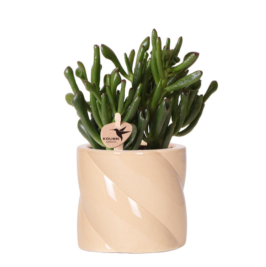 Succulent Crassula Hobbit + Painted Stripe pot lila - potmaat Ø9cm | bloeiende kamerplant - vers van de kweker