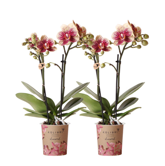 COMBI DEAL van 2 geel rode phalaenopsis orchideeën - Spain - potmaat Ø9cm | bloeiende kamerplant - vers van de kweker