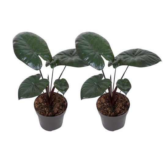 Chocolate Green Plant 