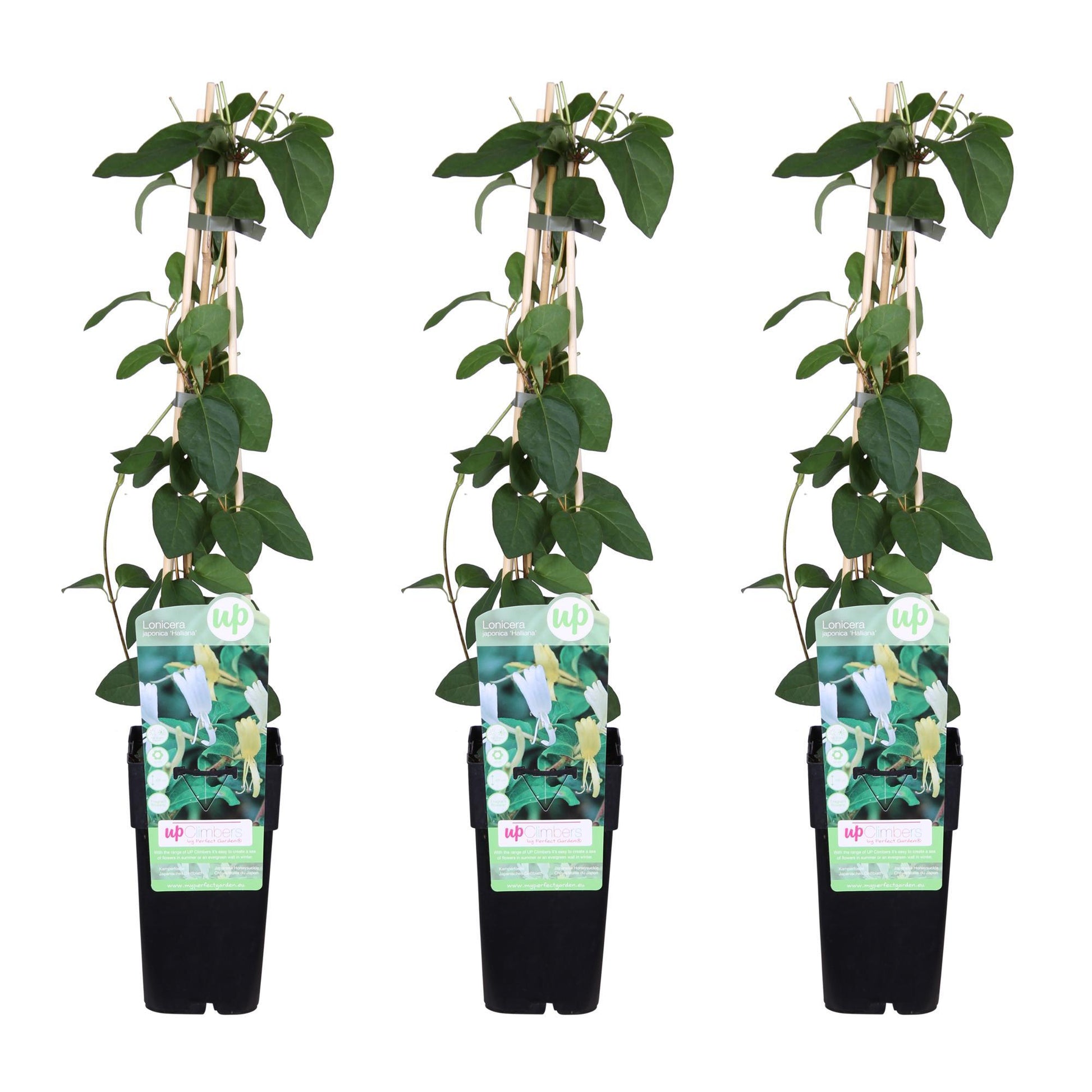 Lonicera Japonica Halliana 