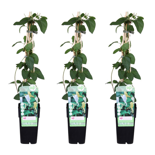 Lonicera Japonica Halliana 
