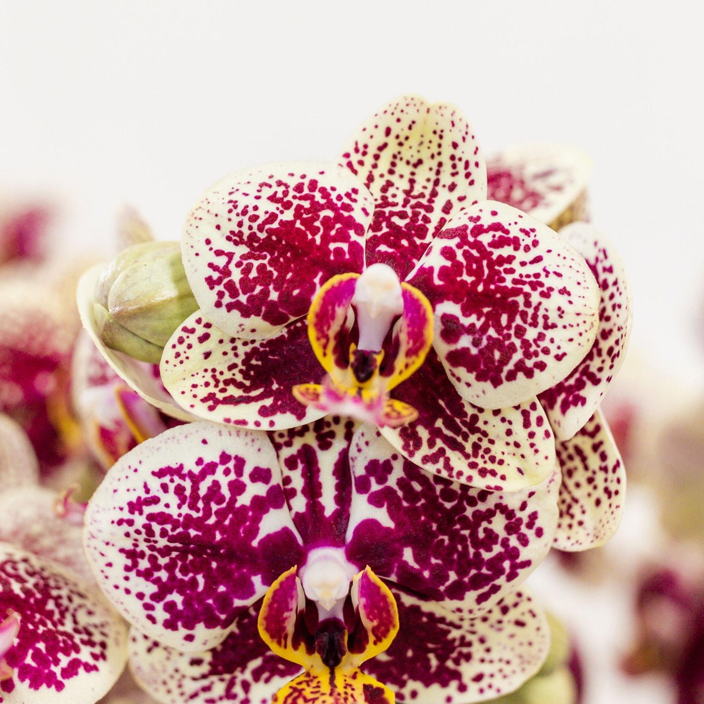 Geel rode phalaenopsis orchidee in Retro sierpot terracotta - potmaat Ø9cm - 40cm hoog | bloeiende kamerplant - vers van de kweker