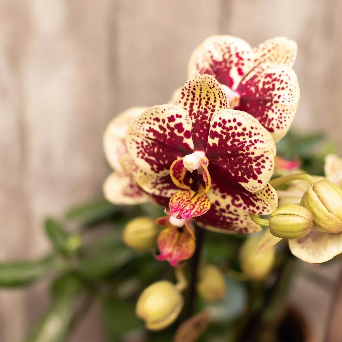 COMBI DEAL van 4 geel rode phalaenopsis orchideeën - Spain - potmaat Ø9cm | bloeiende kamerplant - vers van de kweker