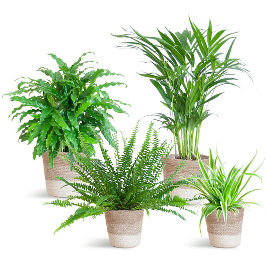 Diervriendelijke plantenset