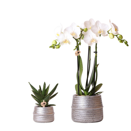 Planten set Groove zilver | Set met witte Phalaenopsis orchidee Amabilis Ø9cm en groene plant Succulent Aloe Brevifolia Ø6cm  | incl. zilver keramieken sierpotten