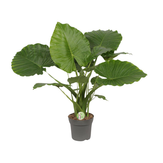 Alocasia Gageana Plant 