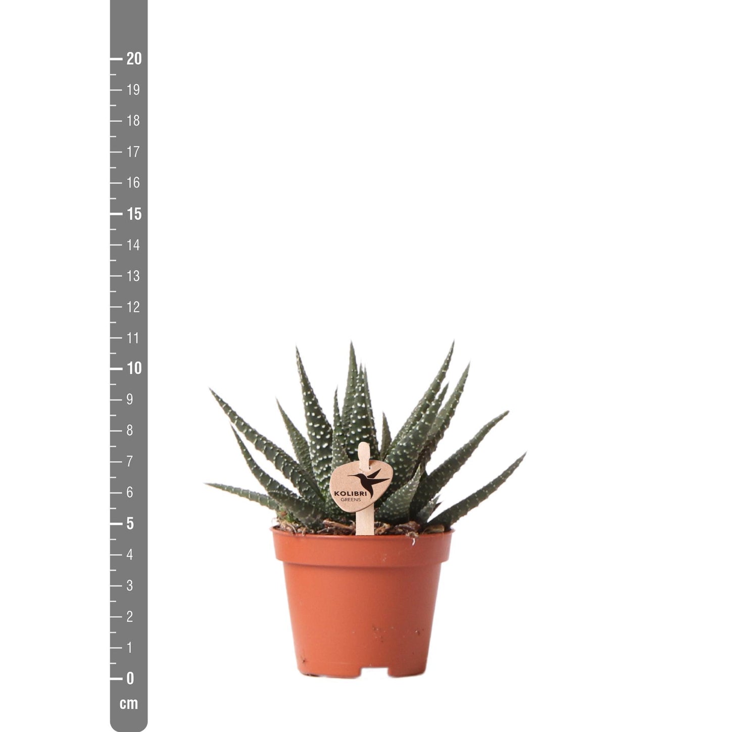 Groene plant - Succulent Haworthia Royal Highnness - potmaat Ø6cm - groene kamerplant - vers van de kweker