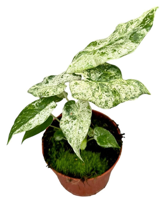 Alocasia Splash Plant 