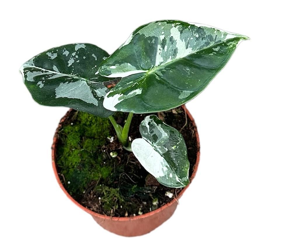 Frydek Alocasia Plant 