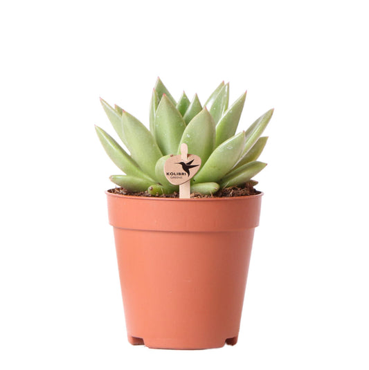 Groene plant - Succulent Echeveria Miranda - groene kamerplant - vers van de kweker - Ø9cm
