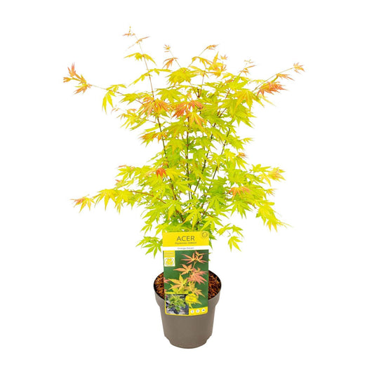 Acer Palmatum Garden Plant