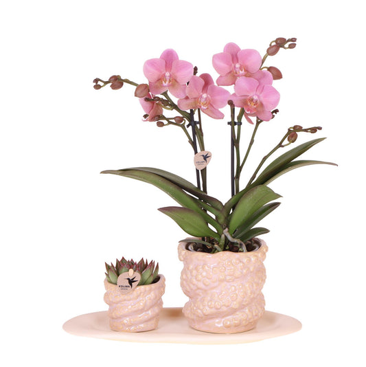 Gift set Octopus Pink small | Groene plant met oudroze Phalaenopsis orchidee in Octopus pink sierpotten op wit organisch dienblad