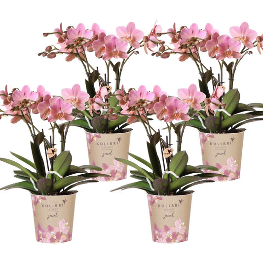 COMBI DEAL van 4 Phalaenopsis orchideeën - Treviso - potmaat Ø12cm | bloeiende kamerplant - vers van de kweker