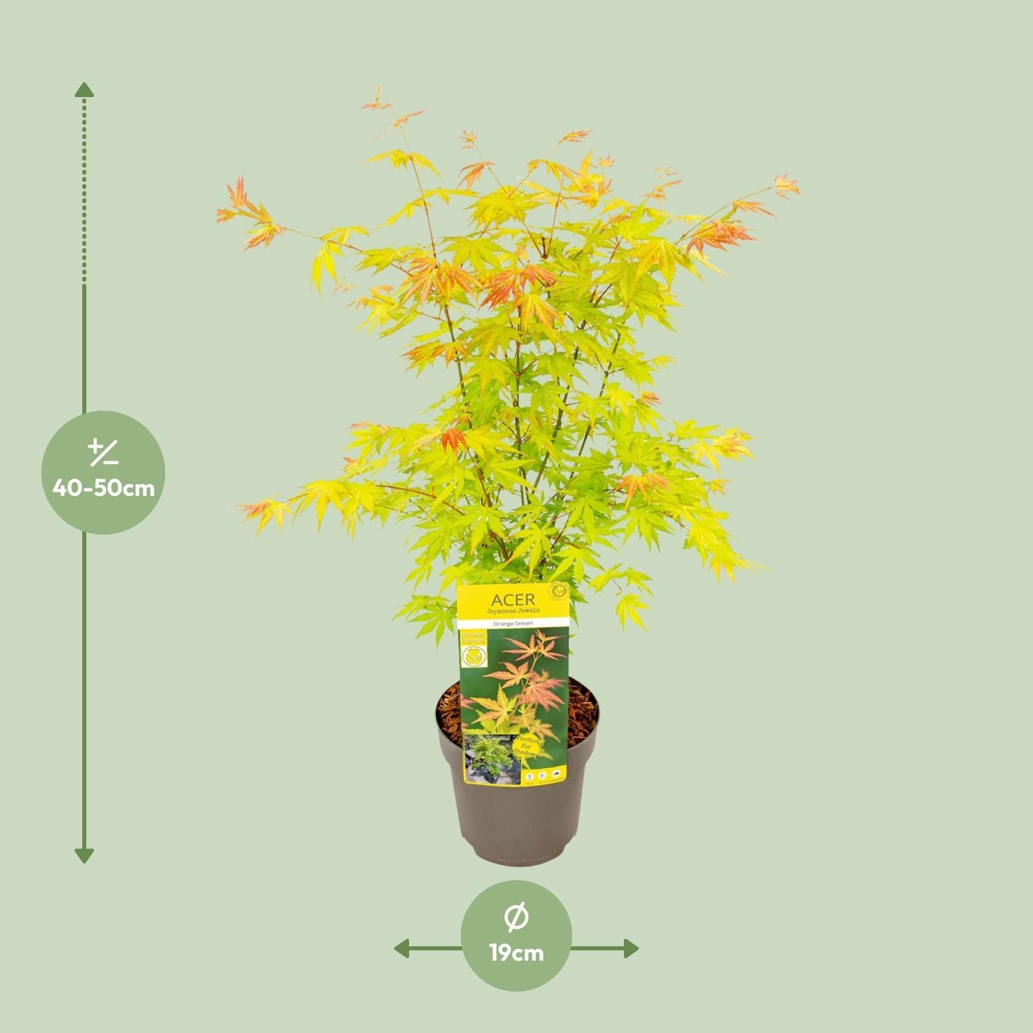 Acer Palmatum Garden Plant