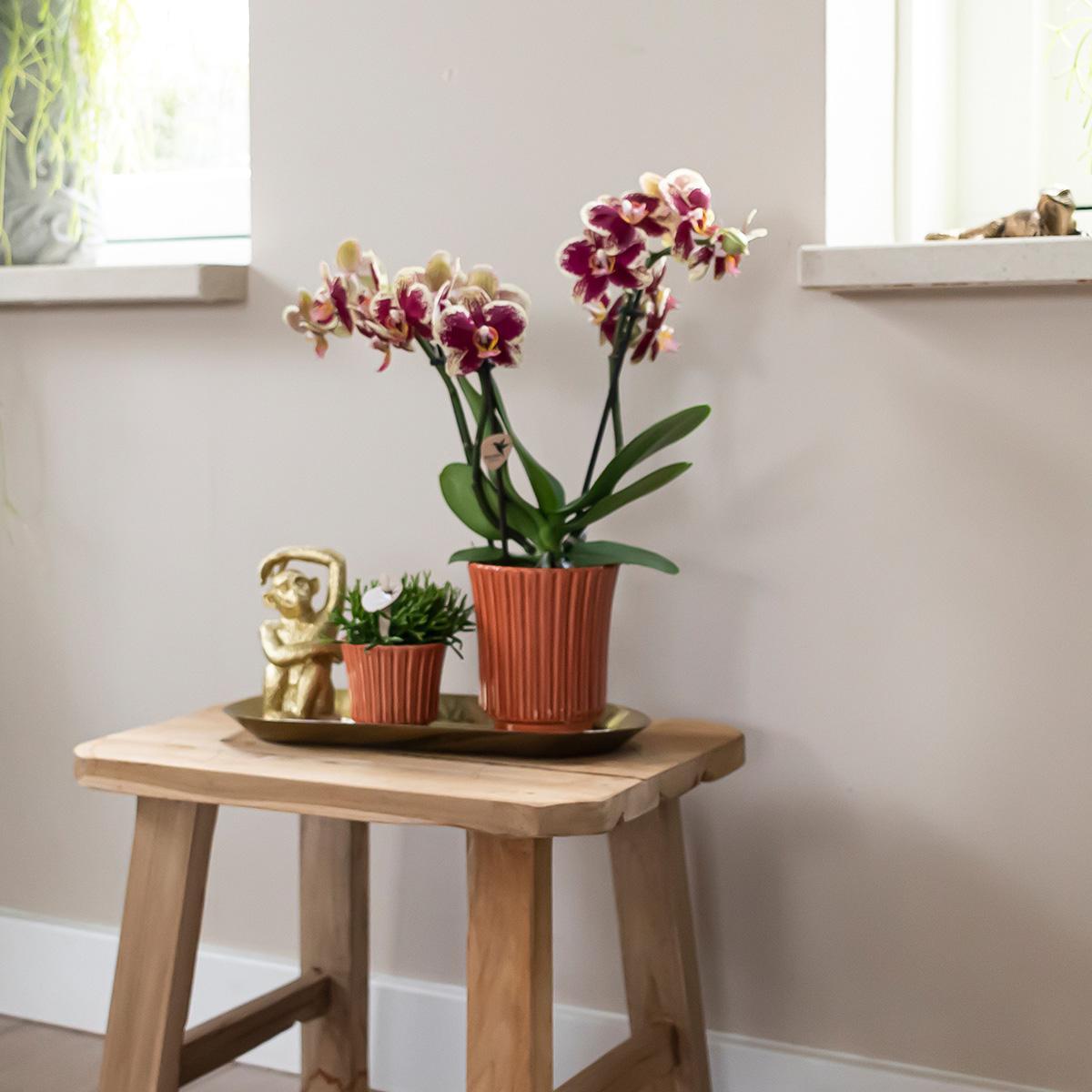 Geel rode phalaenopsis orchidee in Retro sierpot terracotta - potmaat Ø9cm - 40cm hoog | bloeiende kamerplant - vers van de kweker
