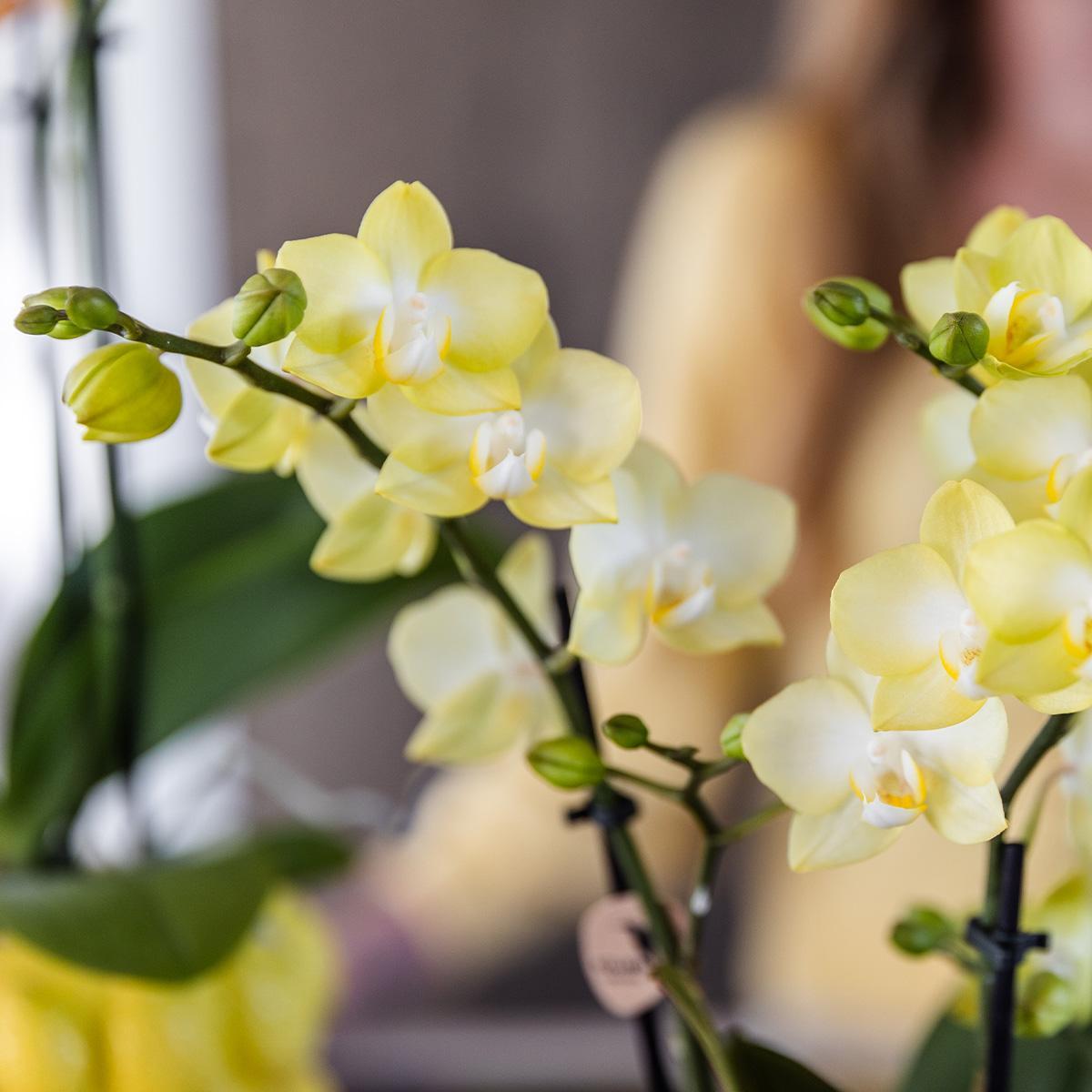 Gele Phalaenopsis orchidee - Mexico + Citrus sierpot yellow - potmaat Ø9cm | bloeiende kamerplant - vers van de kweker