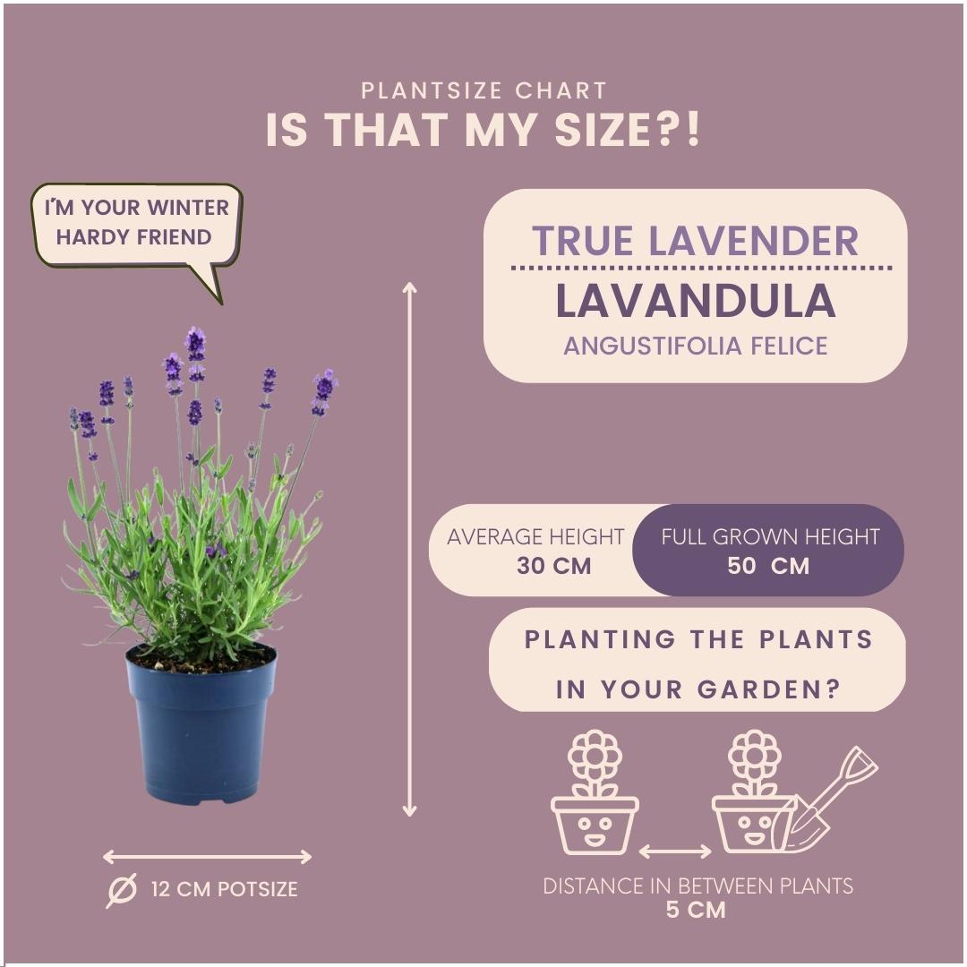 24 x Lavandula angustifolia Felice® - Ø12 cm - ↕25 cm