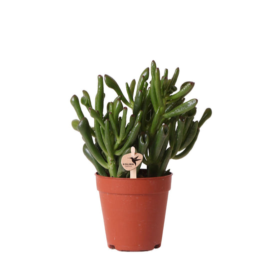Groene plant - Succulent Crassula Hobbit -  groene kamerplant - vers van de kweker - Ø9cm