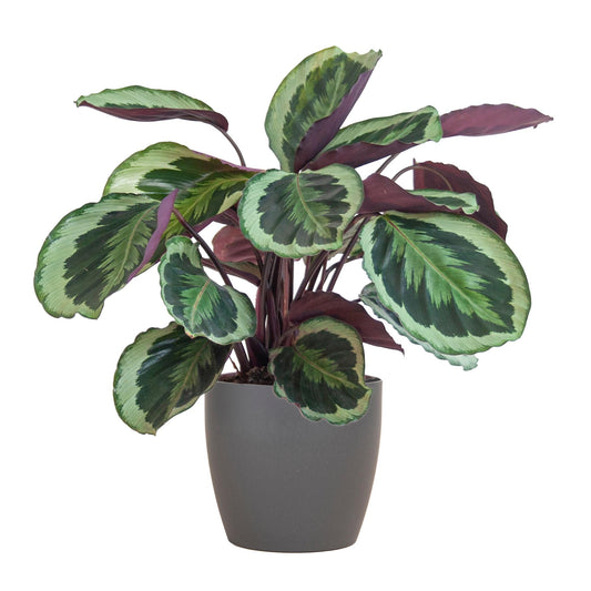 Calathea Medaillon met Viber grijs - 65cm - Ø21