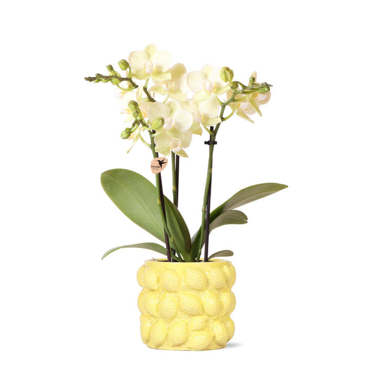 Gele Phalaenopsis orchidee - Mexico + Citrus sierpot yellow - potmaat Ø9cm | bloeiende kamerplant - vers van de kweker