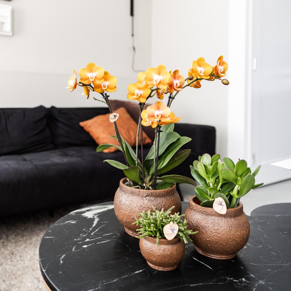 COMBI DEAL van 4 Phalaenopsis orchideeën - Las Vegas - potmaat Ø12cm | bloeiende kamerplant - vers van de kweker