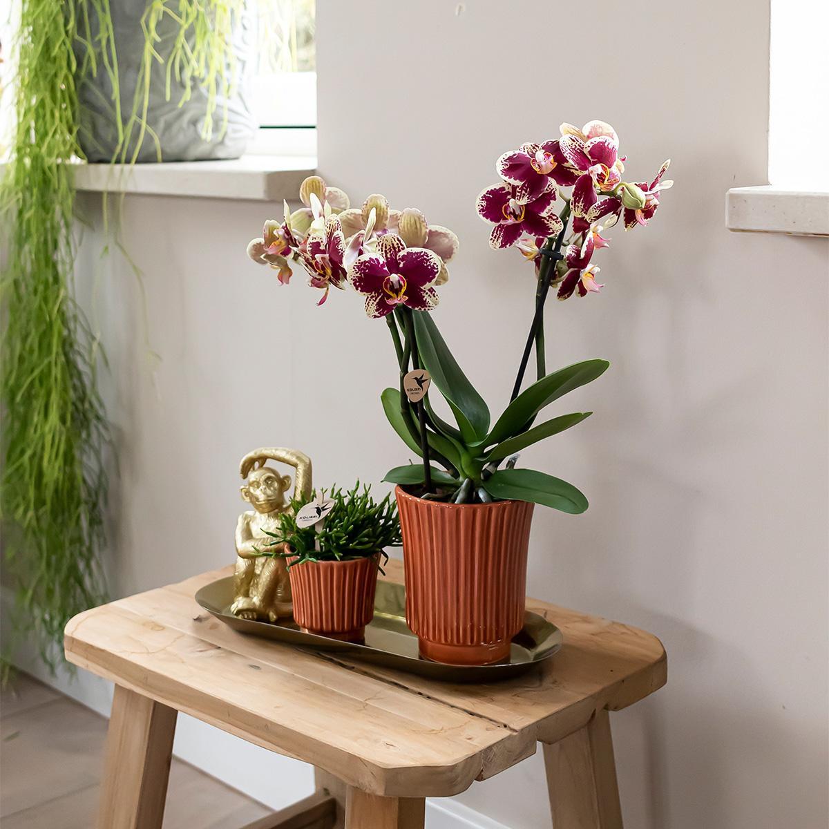 Geel rode phalaenopsis orchidee in Retro sierpot terracotta - potmaat Ø9cm - 40cm hoog | bloeiende kamerplant - vers van de kweker