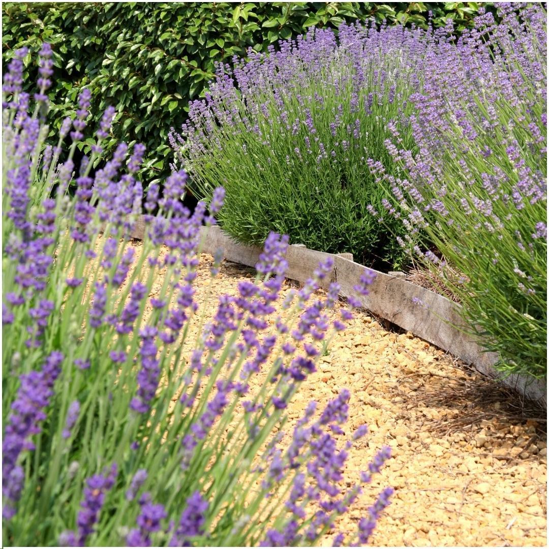 Lavandula Angustifolia Felice 
